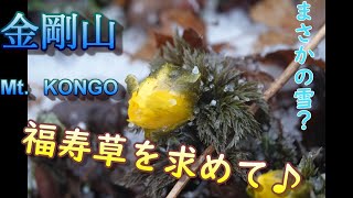 【登山日記14】金剛山に福寿草を探しに♪　天気予報に反して・・まさかの雪！？