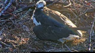 Osprey Lucy defends her nest from a female intruder minutes before the first hatching!