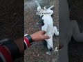 Алмасы где #щенок