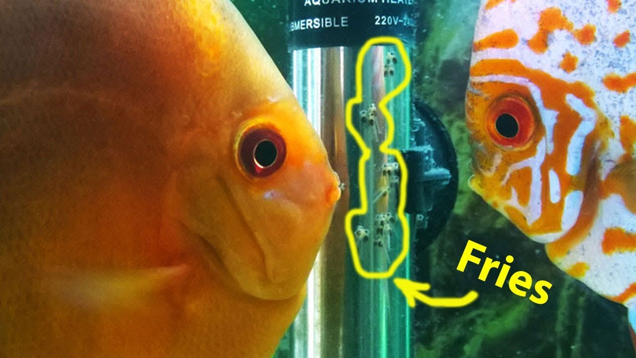 Discus Fish Eggs Hatched (Discus Breeding Pair Confirmed) - Youtube