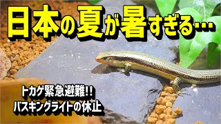 I Changed Two Lights in My Japanese Skink Tank! #BaskingLight