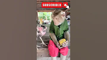 Monkey And Cock Funny Video Funny Videos Pets Videos 