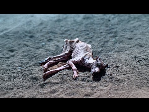 Dog faints in