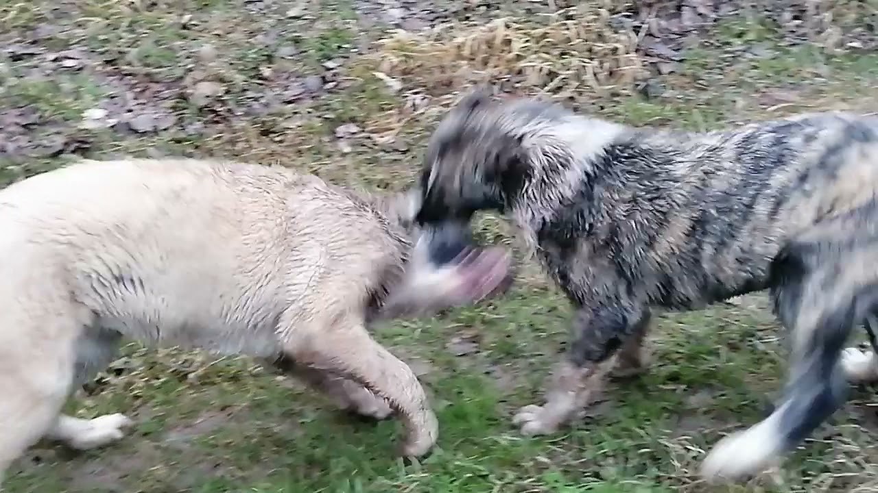 Caucasian VolkodavWolf Killer dog YouTube