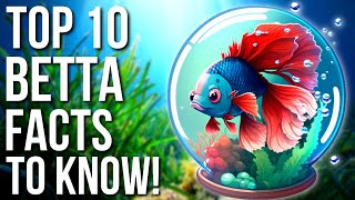 10 FACTS About The Betta Fish! | Betta Fish Facts And Tips For Beginners
