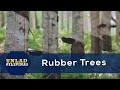 Rubber Trees | Unlad Pilipinas