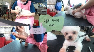 애견미용VLOG|말티즈미용|애견미용학원|3급준비생|말티즈스포팅|VLOG|브이로그|오늘의견미담