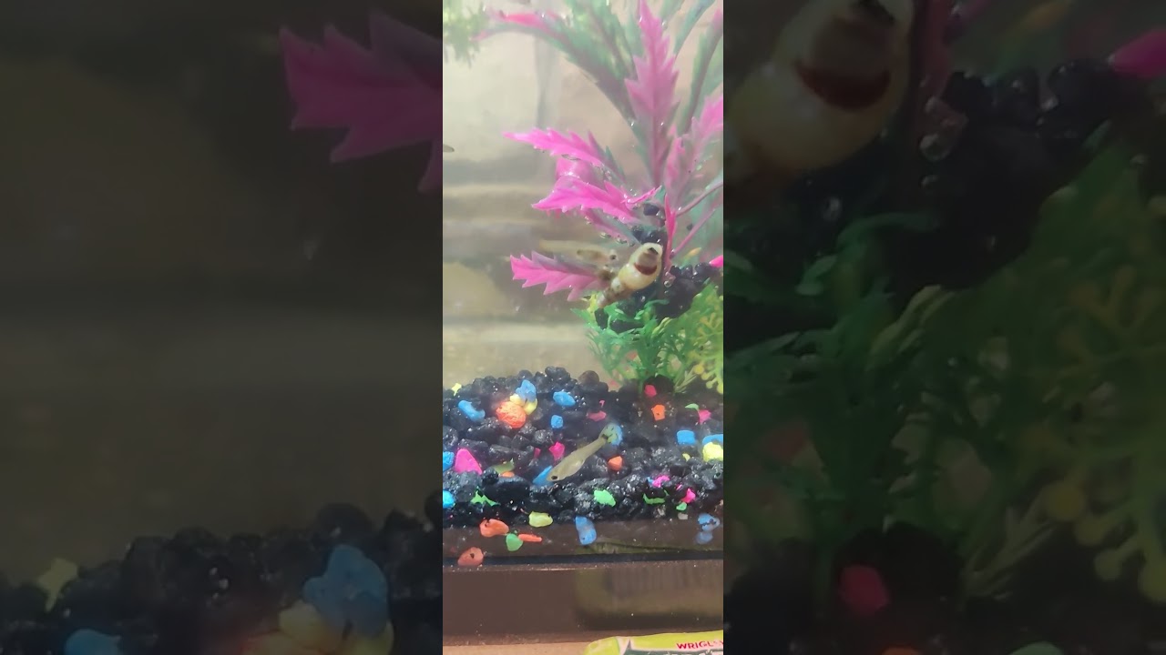 Is the big belly with large tail close to the top one a female of male 