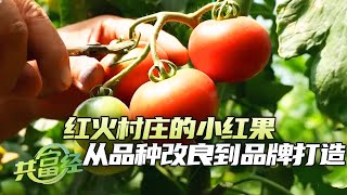 《共富经》 20250611 红火村庄的小红果 | 农业致富经 Agriculture And Farming