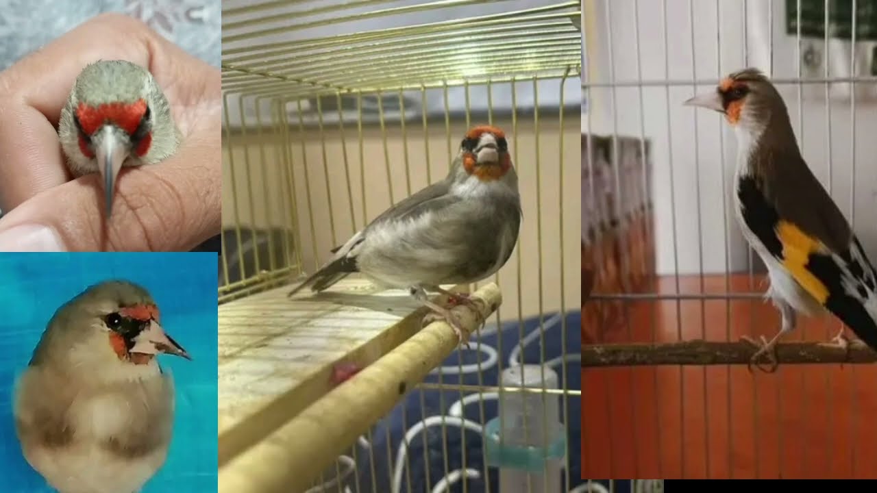 این سایره چقدر زیبا و قشنگ می‌خوانه چقدر صدای زیبا دارد بهترین صدا برای شکار