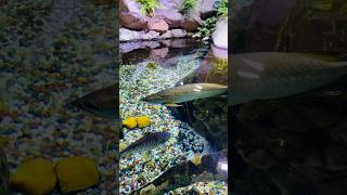 Dubai Aquarium: A Fishy Paradise! 🐟🏙️ #DubaiAquarium #UnderwaterSafari #traveldubai #shorts #viral