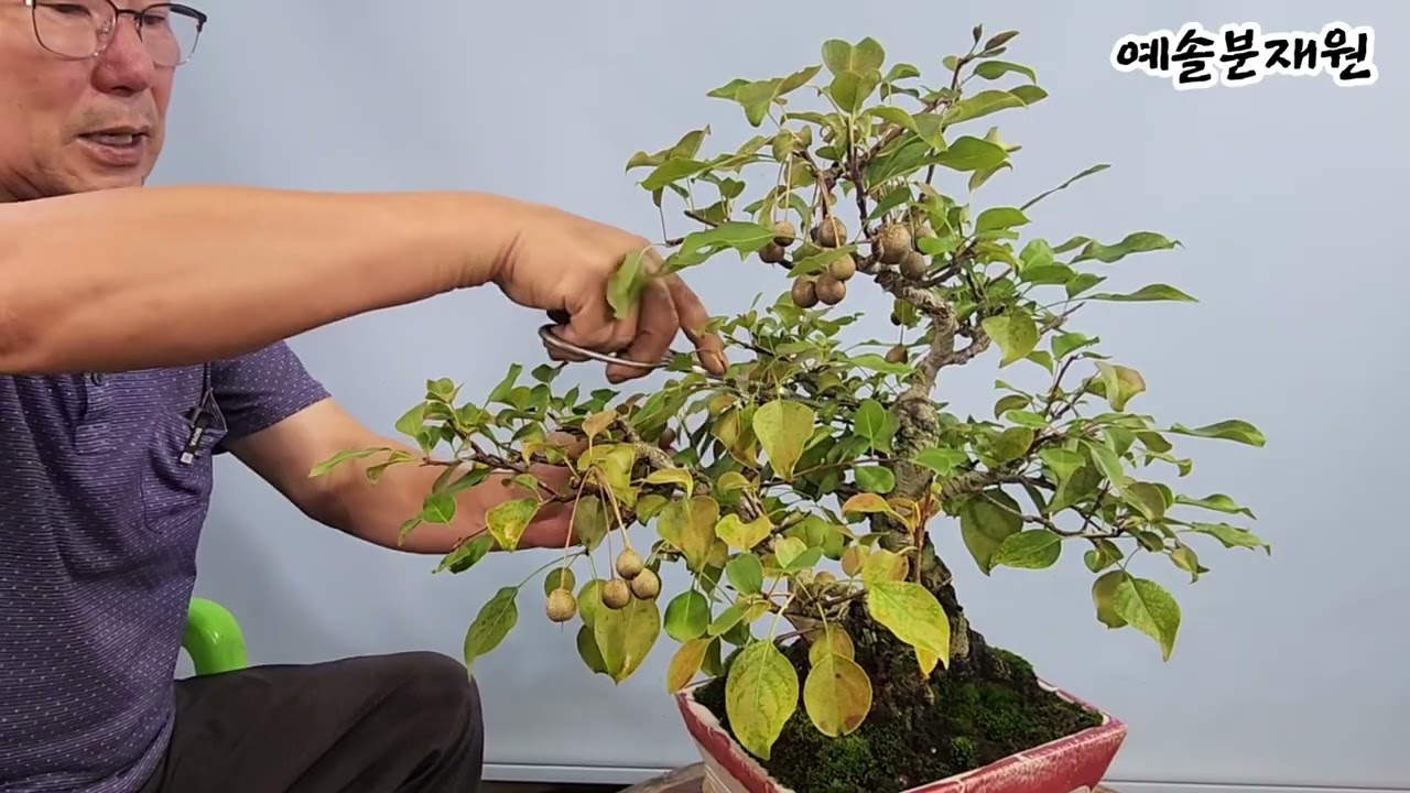 분재관리 610강 돌배나무 분재의 귀화