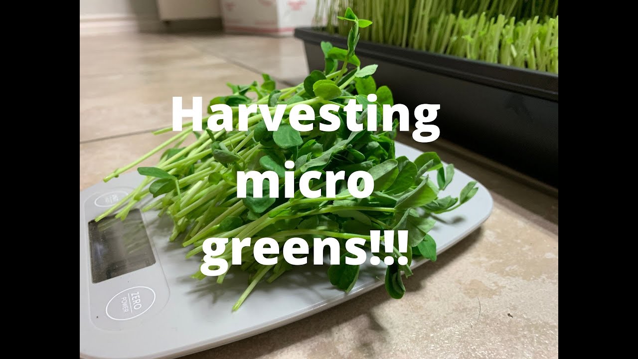 Harvesting micro greens!!! YouTube
