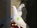ANANTNAG PIGEONS #new #video #reels #viral #world #tiktok #vlogs #highlights #youtubeshorts #shorts