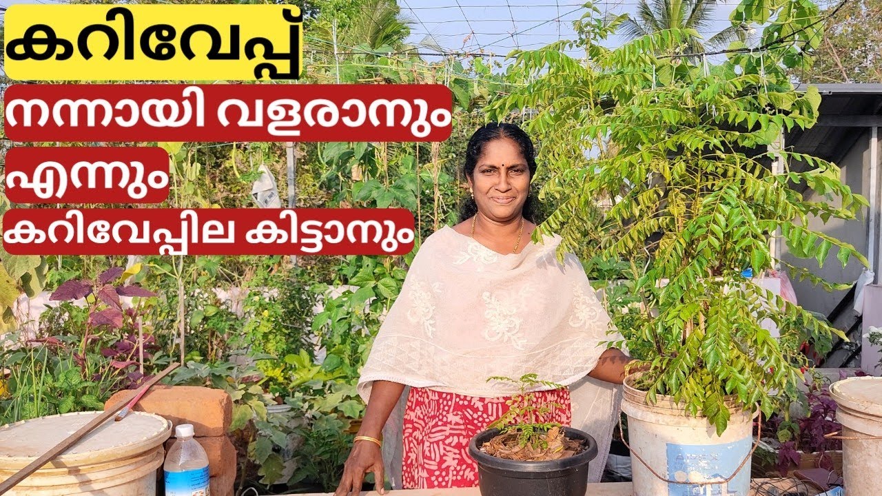 Pruning and caring tips for curry leaves plant | Malayalam