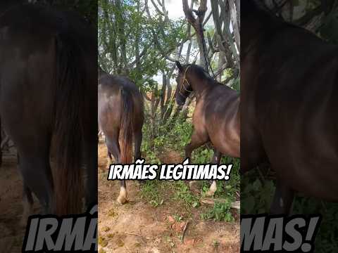As irmães iguais iguais!😳😱🤩🫶🏻🐎🐎♥️🏡