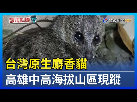 台灣原生麝香貓 高雄中高海拔山區現蹤【發現科學】