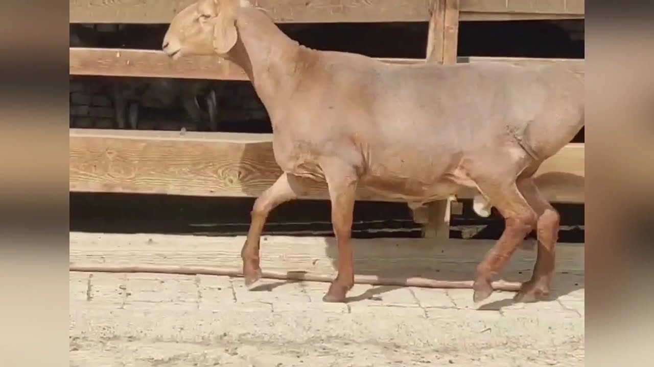 ГИССАРСКИЕ ОВЦЫ Узбекистана. HISSAR SHEEP OF UZBEKISTAN 🇺🇿 😻🔥 - YouTube