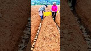 Cara Petani Tiongkok Menanam Jahe