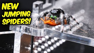 I Rehoused My NEW JUMPING SPIDERS! @TheDarkDen