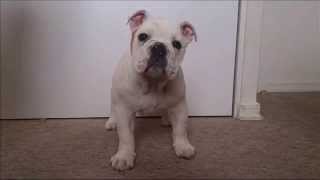 English Bulldog growing up - From Puppy to Fatty