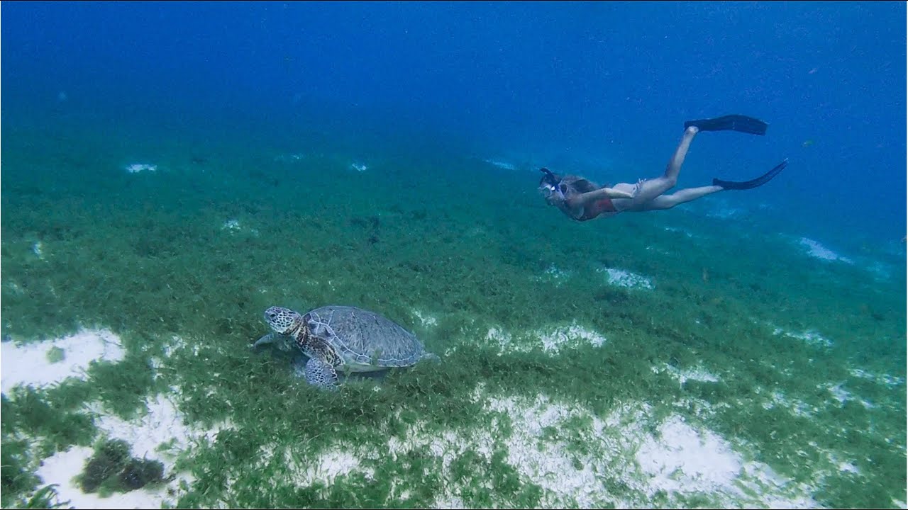 1.14: Snorkeling & exploring southern Grenadines [Eng sub]