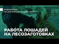 Работа лошадей на лесозаготовках