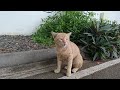 何かしゃべっている茶トラ