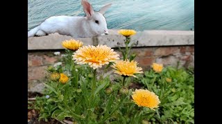 HIGH JUMPING RABBIT . Training a baby bunny
