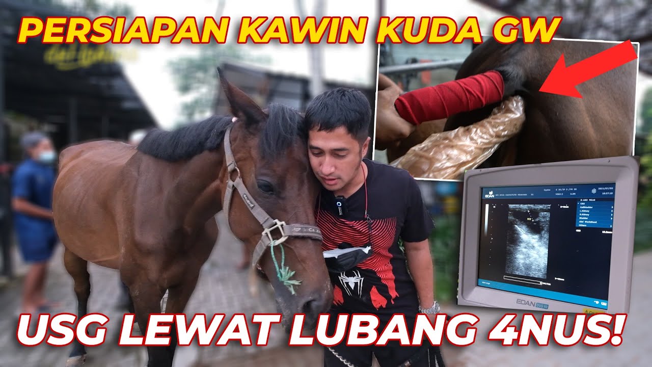 KONDISI PUTRI, KUDA GW.. PERSIAPAN HAMIL LAGI..!