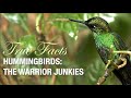 True facts the hummingbird warrior