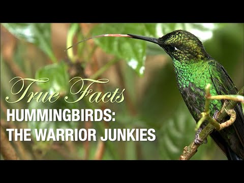 True Facts: The Hummingbird Warrior