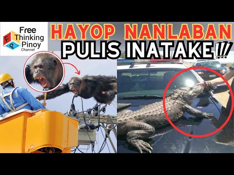 Pulis Humuli ng Unggoy at Buwaya!? 😂 Kakaibang Engkwentro ng Police at Wild Animals