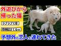 【2ch動物スレ】外遊びから帰った猫→恋人のホワイトライオンを連れてきたwwwww