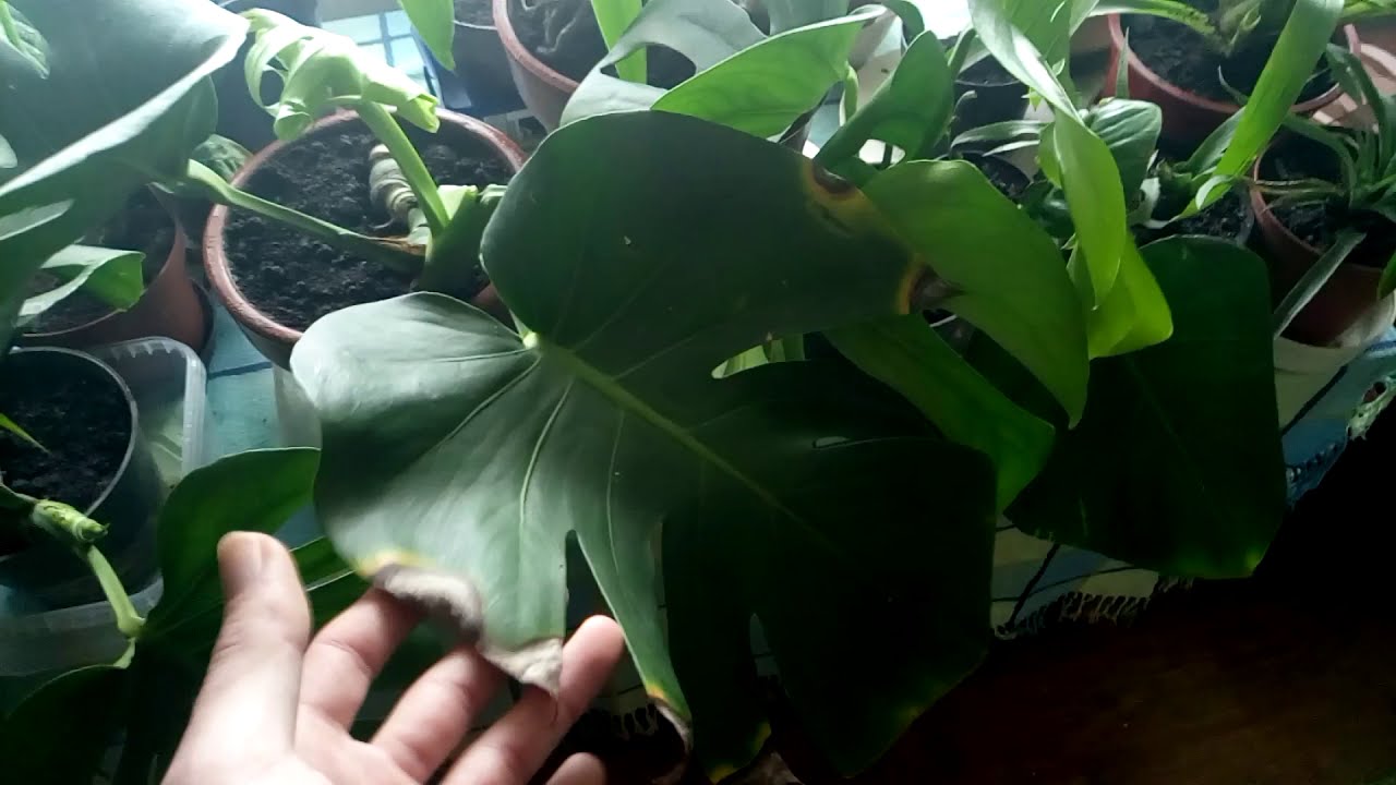 Monstera Deliciosa (Knnyez plma)