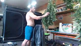 fresh frozen harvest