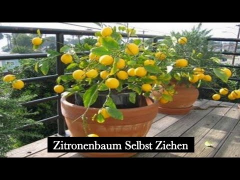 Video: Zitronenbaum, der Früchte fallen lässt – Was verursacht Fruchttropfen in Zitronen