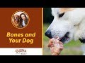 Dr. Becker: Bones and Your Dog (Part 1)
