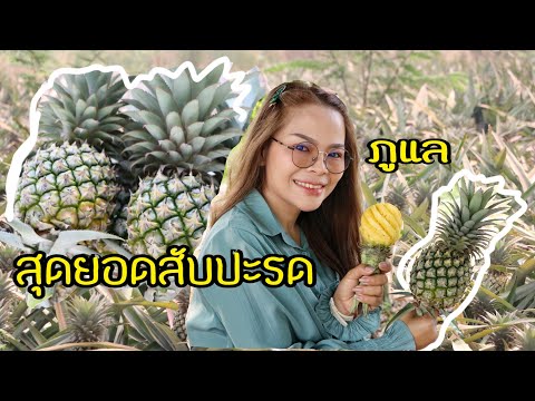 ลุยสวนสับปะรดภูแลสายพันธุ์ควีนกรอบๆหวานๆ ปลูกง่ายราคาดี #เส้นทางเกษตร #เพื่อเกษตรยุคใหม่แสงพศินฟาร์ม