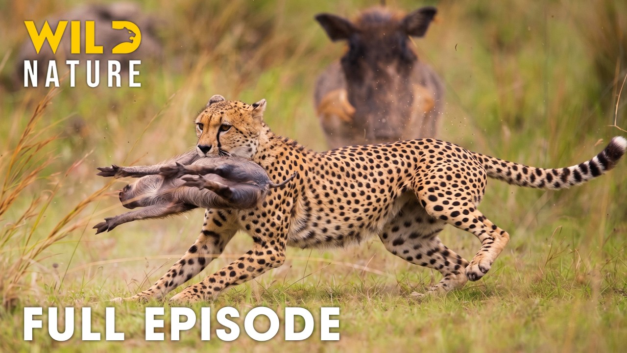Predator vs Prey | Nature's Deadliest Fight Backs for Survival (Full Episode) | Wildlife Documentary