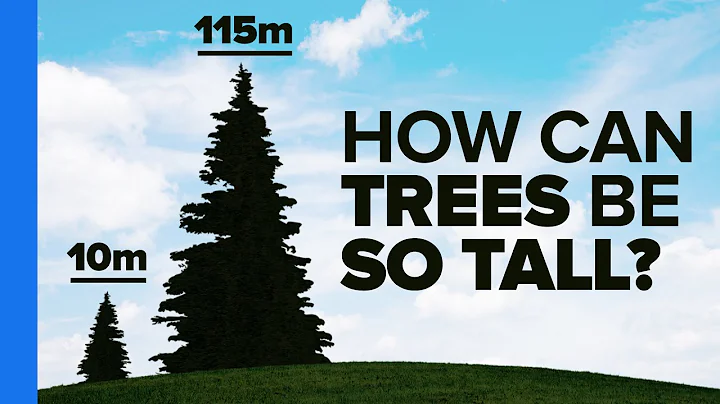 How Trees Bend the Laws of Physics