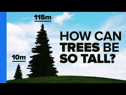 Video: Specimen Tree Information: So verwenden Sie Specimen Tree in der Landschaft