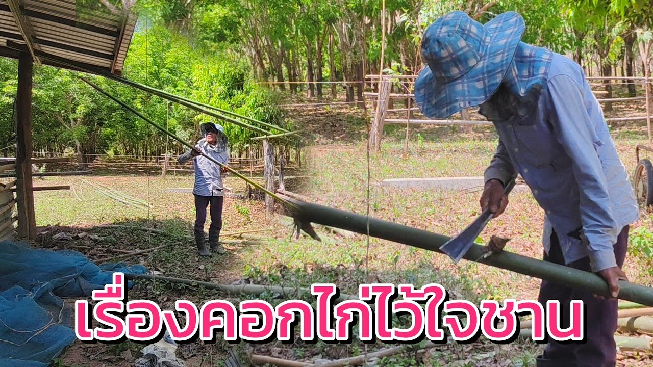 เรื่องคอกไก่ไว้ใจชาน