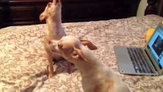 CUTE CHIHUAHUAS HOWLING