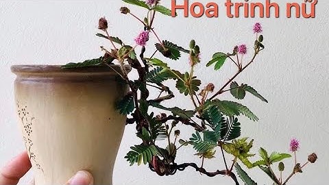 Hoa trinh nữ (cây gai mắc cỡ,cây xấu hổ)bonsai