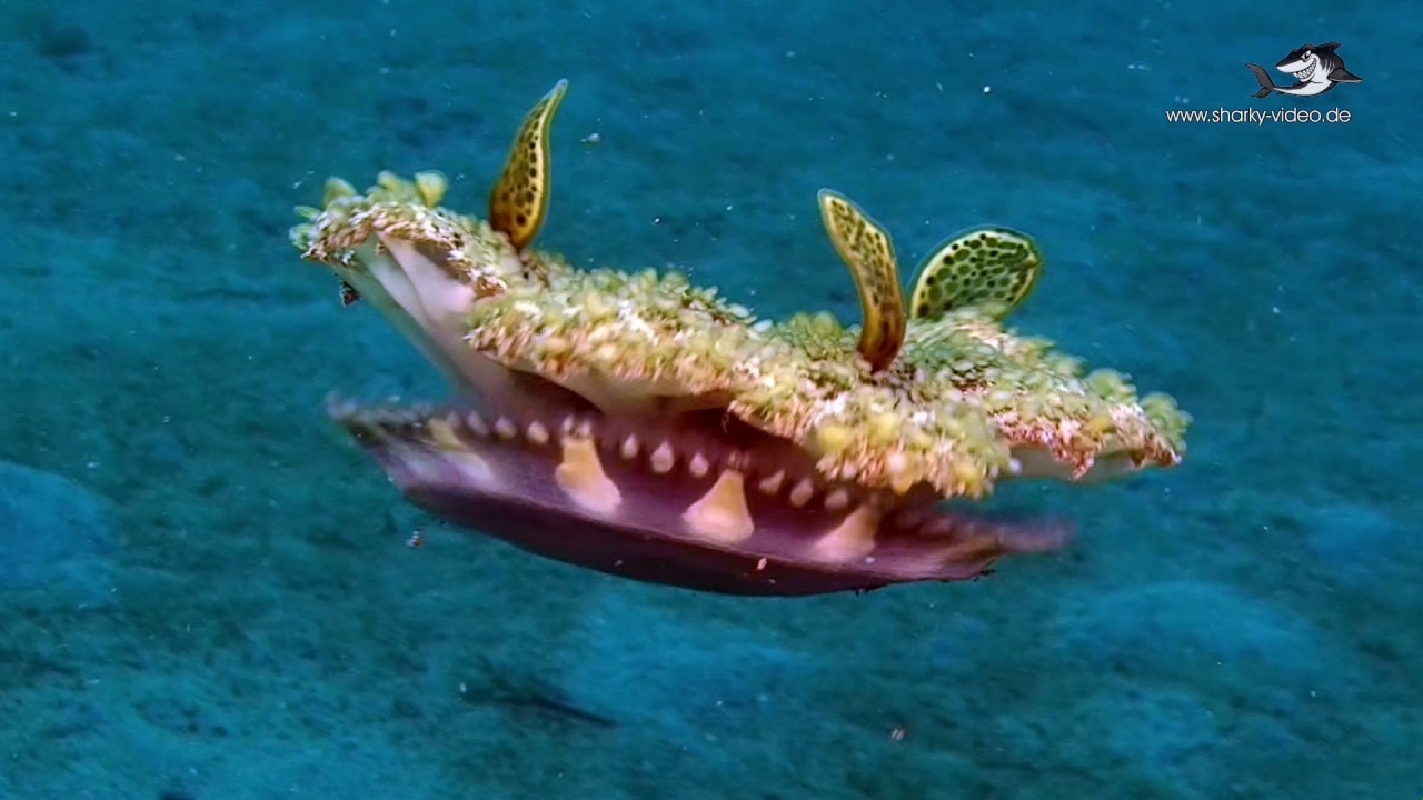 Pintuyan - Süd Leyte / Macro Diving "Sandy Area"