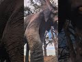 Huge Elephant in Sphere #youtubeshorts #elephant #sphere