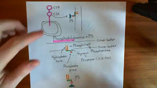 Synchronous and Asynchronous Neurotransmitter Release Part 3