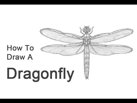 How to Draw a Dragonfly - YouTube