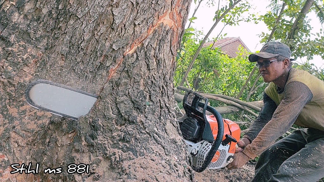 Pretty hard to knock down!! Stihl ms 881 Vs Trembesi 40 years. - YouTube